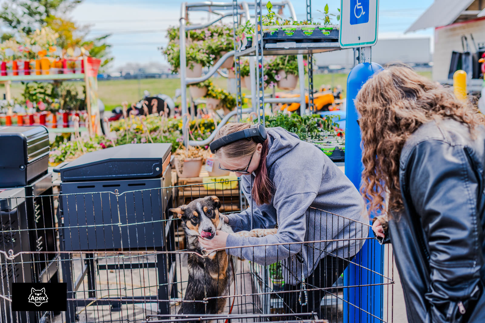 Volunteer introducing a small dog to a visitor at the adoption crates