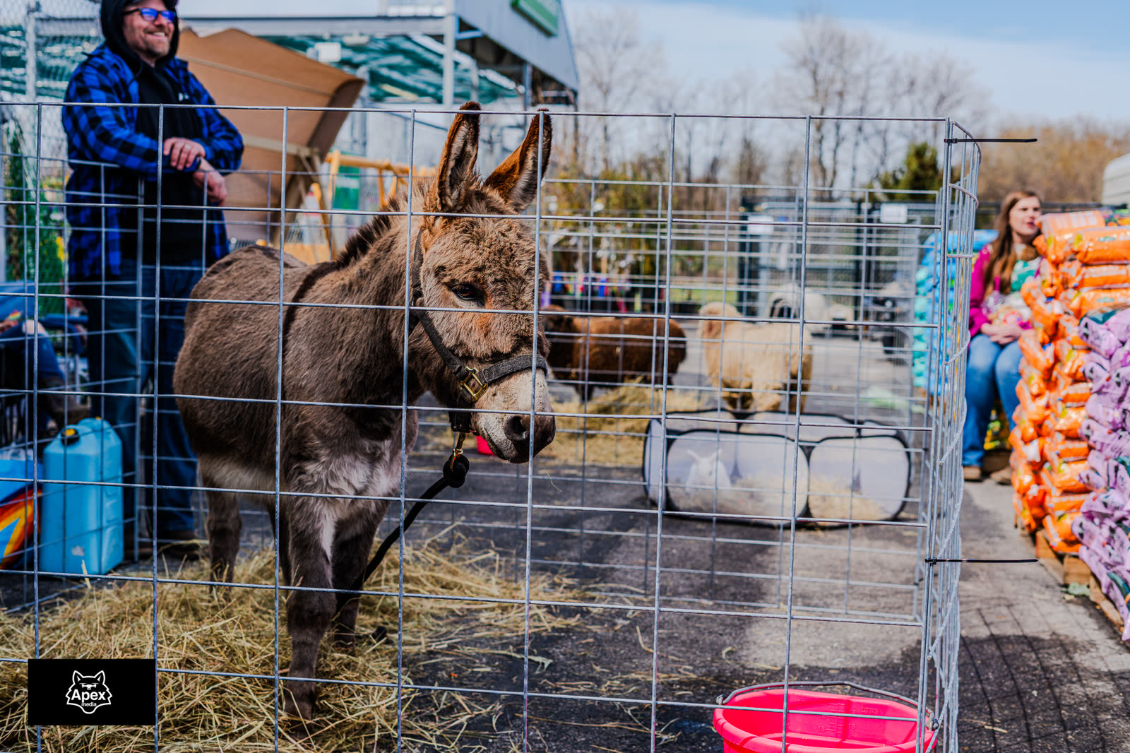 Close-up of a rescue donkey at the Bangor Dog Shelter event pen