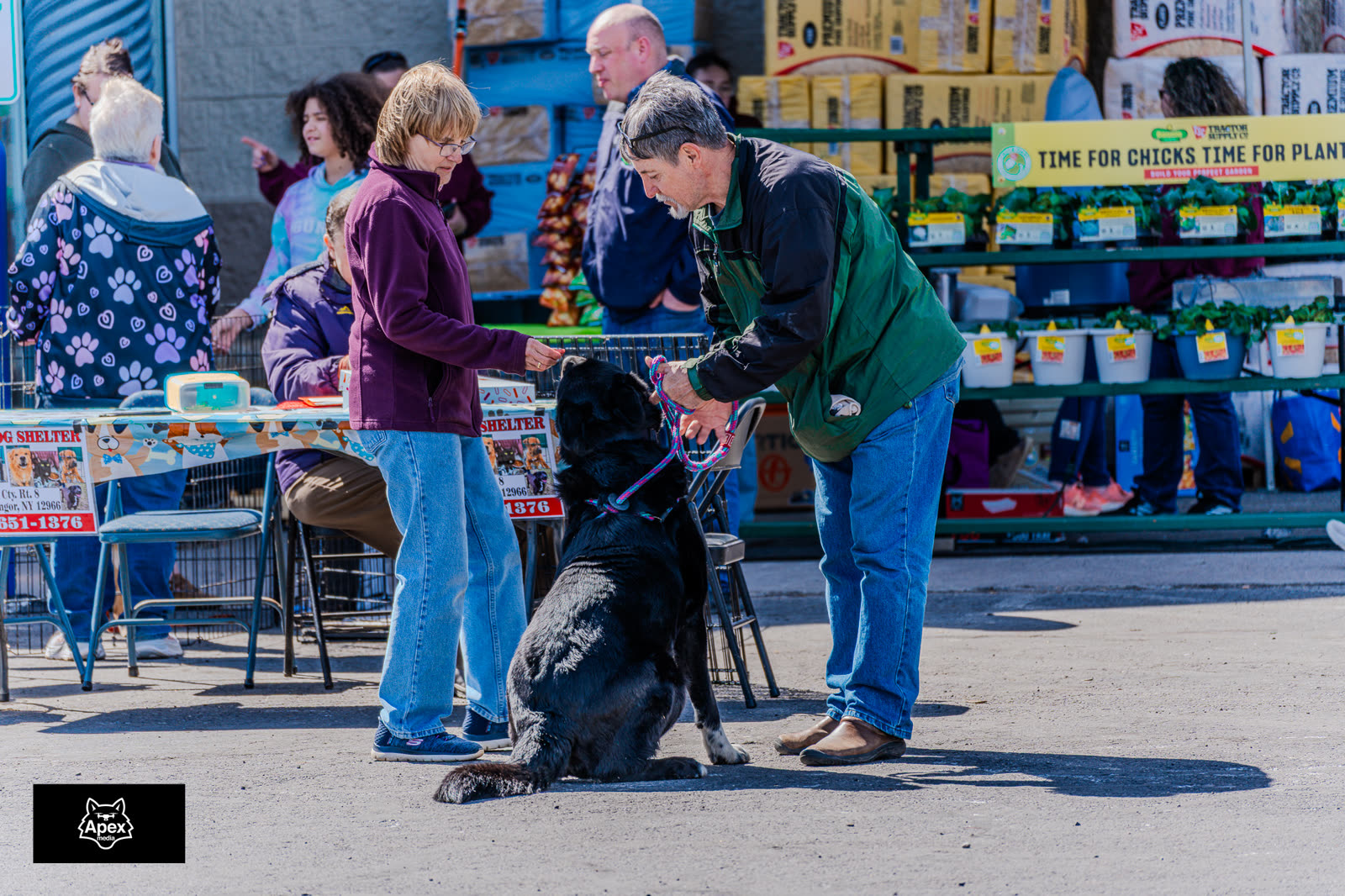 Black lab being met by a family in front of the Tractor Supply chicks display