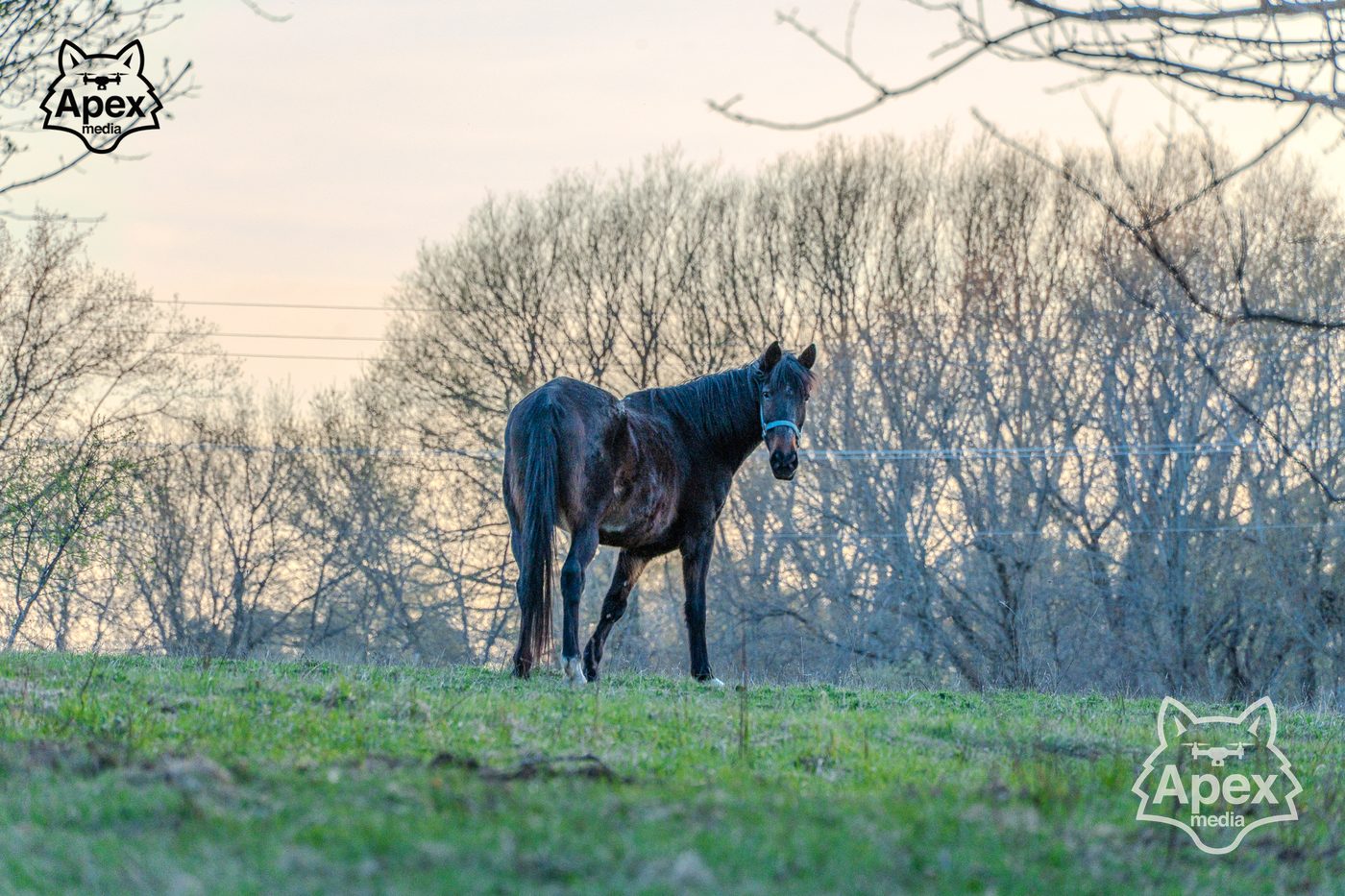 Black horse in pasture at golden hour, North Country NY