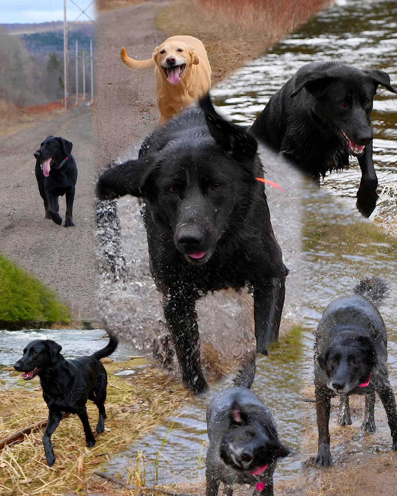The pack — Apex Pack Media's namesake dogs